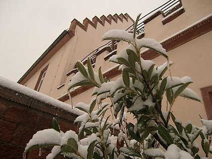 Grüne Pflanze mit Eiszapfen