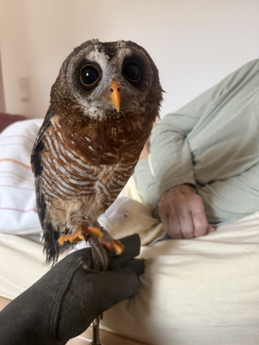 Der Falkner der Herzen zu Besuch im Nellinistift